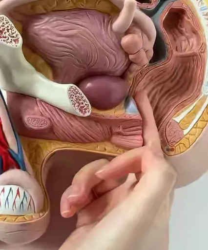 中老年养生：前列腺方面保健介绍