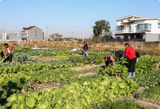 上海白领新潮流：夜间田园品茶社交文化